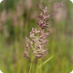 Common Bent (Agrostis capillaris) plant with slender green stems and purple seeds