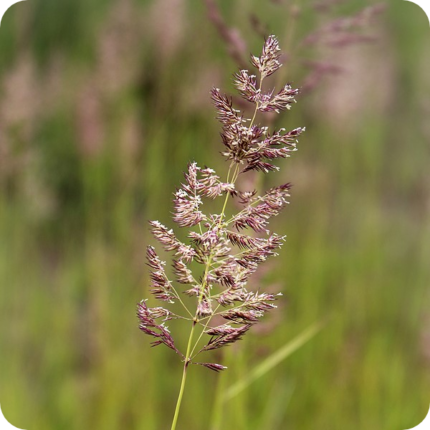 Common Bent (Agrostis capillaris) plant with slender green stems and purple seeds