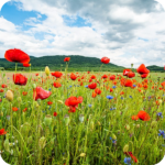 cornfield-annuals-seeds