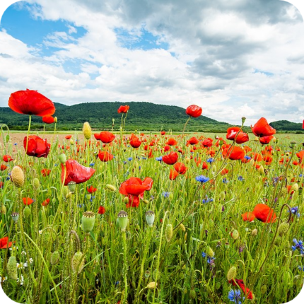 cornfield-annuals-seeds