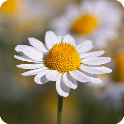 cornfield-annuals-wildflower-seeds