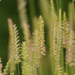 Crested dogs tail Cynosurus cristatus growing in traditional grassland among meadow flowers and fine grasses