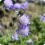 Devil's-Bit Scabious (Succisa pratensis) plug plants - Image 3