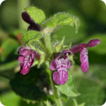 Hedge Woundwort (Stachys sylvatica) plug plants - Image 3
