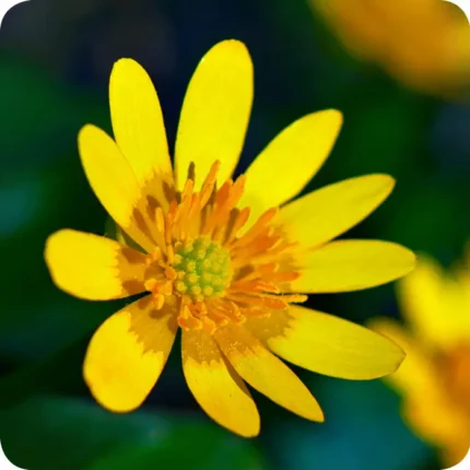 lesser-celandine-bulbs