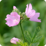 Musk Mallow (Malva moschata) plug plants - Image 3