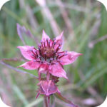 Marsh Cinquefoil (Comarum palustre) plug plants