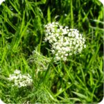 Pignut (Conopodium majus) plug plants