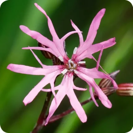 Ragged Robin Flower