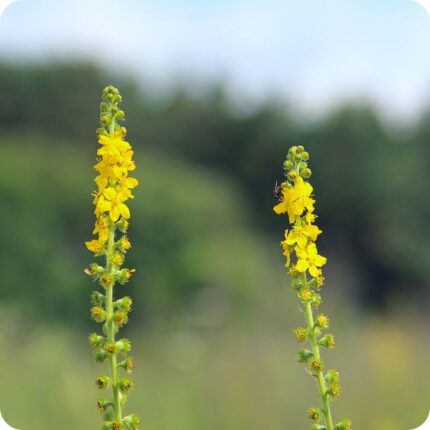 Agrimony (Agrimonia eupatoria) upright plant with yellow flower spikes and serrated leaves.