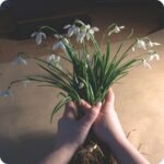 bunch of snowdrops bulbs in the green