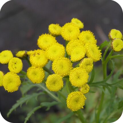 Tansy (Tanacetum vulgare) Yellow flowers on low growing green stems