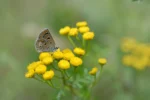 Tansy (Tanacetum vulgare) plug plants - Image 2