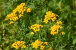 Tansy (Tanacetum vulgare) plug plants - Image 3