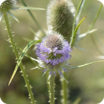 Close up of Teasel (Dipsacus fullonum) just beofer blooming small purple petals showing