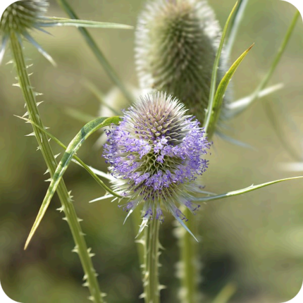 Close up of Teasel (Dipsacus fullonum) just beofer blooming small purple petals showing