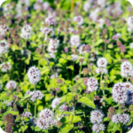 Water Mint (Mentha aquatica) plug plants - Image 3