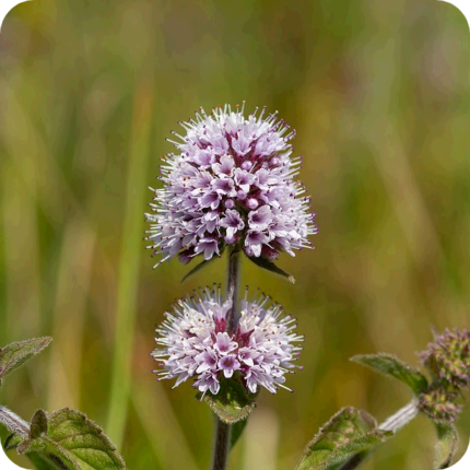 water mint flower