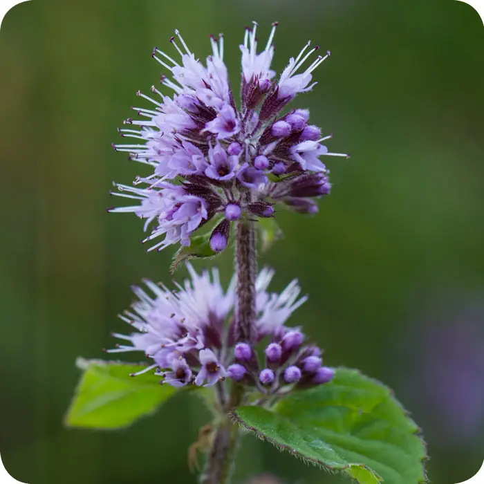 watermint Close up of Water Mint (Mentha aquatica) a purple flower with purple spikes and green leaves