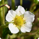 Close up of Wild Strawberry (Fragaria vesca) small white flower with a yellow centre and red stamens