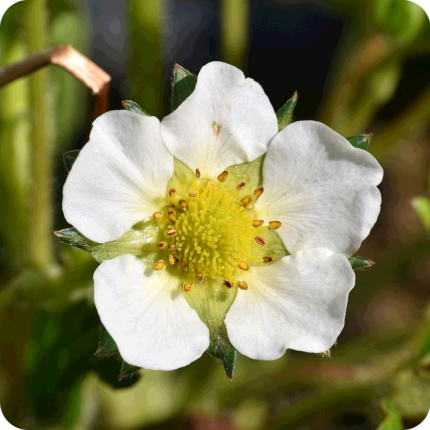 Close up of Wild Strawberry (Fragaria vesca) small white flower with a yellow centre and red stamens
