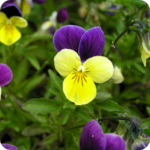 Wild pansy flower