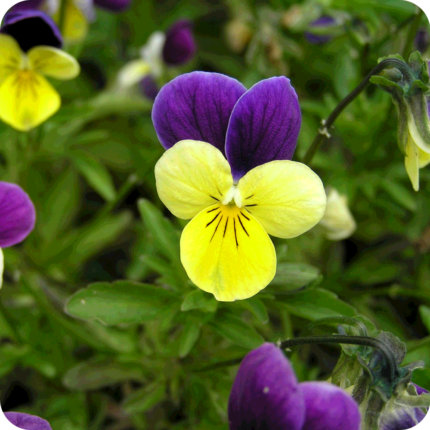 Wild pansy flower