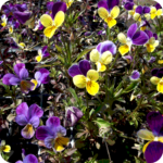 Wild Pansy (Viola tricolor) plug plants - Image 3