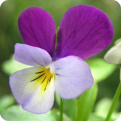 wild-pansy-wildflowers-plug-plants Wild Pansy (Viola tricolor)