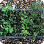 Winter Stock 40 Plug Plant Mix - Image 2