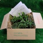 Winter Stock 40 Plug Plant Mix - Image 3