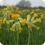 Cowslip flower