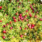 Cranberry Vaccinium oxycoccos cluster of berry-bearing plants growing together across a soft moss habitat.