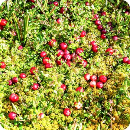 Cranberry Vaccinium oxycoccos cluster of berry-bearing plants growing together across a soft moss habitat.