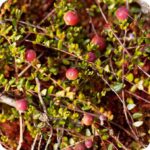 Cranberry Vaccinium oxycoccos low-growing plant with red berries spreading naturally through mossy ground cover.