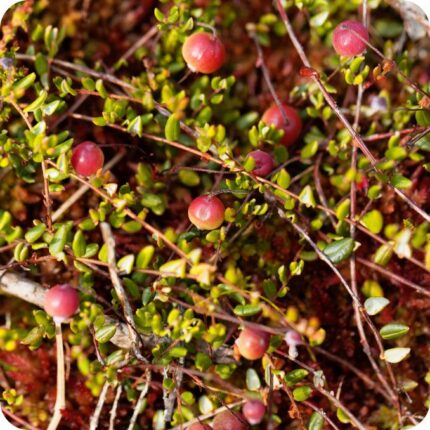 Cranberry Vaccinium oxycoccos low-growing plant with red berries spreading naturally through mossy ground cover.