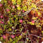Cranberry Vaccinium oxycoccos close-up of red ripe berries nestled among green moss and fine trailing stems.