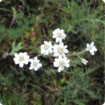 Sneezewort (Achillea ptarmica) upright plant with feathery green leaves and clusters of white daisy-like flowers.