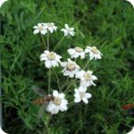 Sneezewort (Achillea ptarmica) growing in damp meadows and grasslands among native wildflowers and grasses.