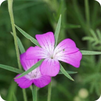 Corncockle (Agrostemma githago) upright meadow plant with narrow green leaves and clusters of pink star-shaped flowers.