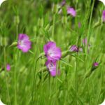 Corncockle (Agrostemma githago) growing in arable fields and grassy verges among native wildflowers and coarse grasses.