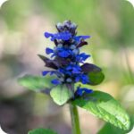 Bugle (Ajuga reptans) low-growing plant with dark green leaves and erect spikes of vibrant blue flowers.