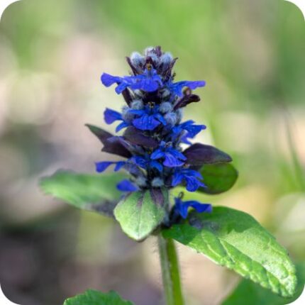 Bugle (Ajuga reptans) low-growing plant with dark green leaves and erect spikes of vibrant blue flowers.