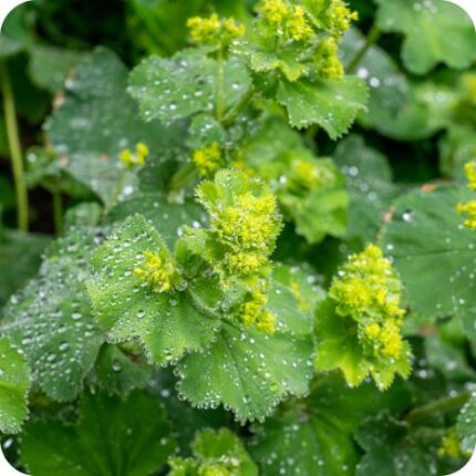 Large-leaved Lady's Mantle (Alchemilla xanthochlora) clump forming plant with large lobed leaves and sprays of green blooms.