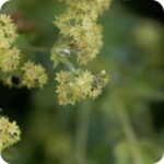 Hairy Lady's Mantle (Alchemilla glaucescens) close-up of soft yellow green flowers.