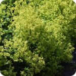 Hairy Lady's Mantle (Alchemilla glaucescens) clump-forming plant with hairy green leaves and clusters of tiny yellow blooms.