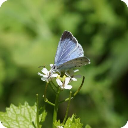 Hedge Garlic (Alliaria petiolata) close-up of small white four petalled flowers with a blue butterfly collecting nectar.