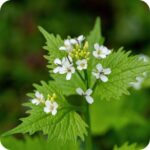 Hedge Garlic (Alliaria petiolata) plug plants