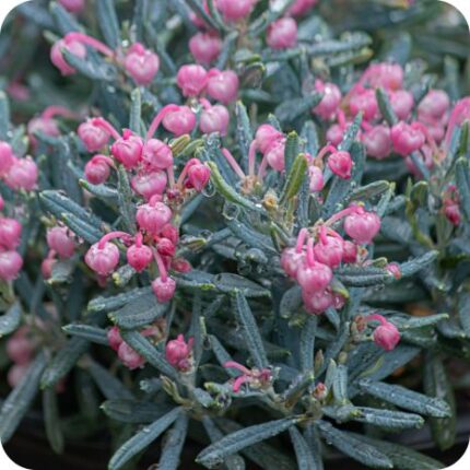 Bog Rosemary (Andromeda polifolia) growing in a wet peat bog among mosses and sedges under bright spring light.