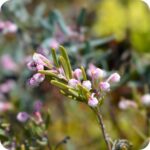 Bog Rosemary (Andromeda polifolia) low evergreen shrub with narrow grey-green leaves and clusters of pink flowers.
